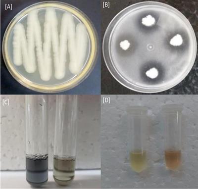 Bacillus cereus Improves Performance of Brazilian Green Dwarf Coconut Palms Seedlings With Reduced Chemical Fertilization